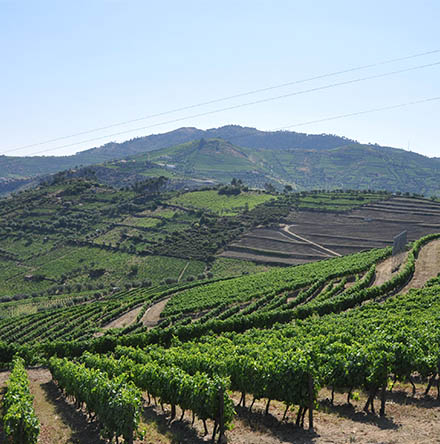 Lamego